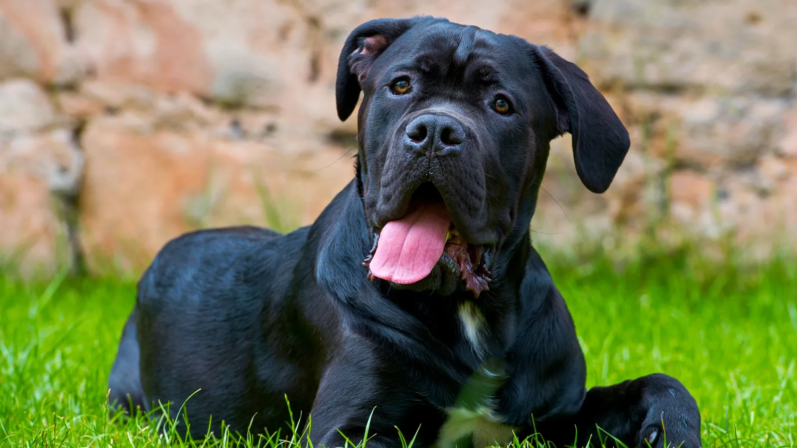 7 Ras Anjing Paling Protektif di Dunia, Ada Pit Bull!