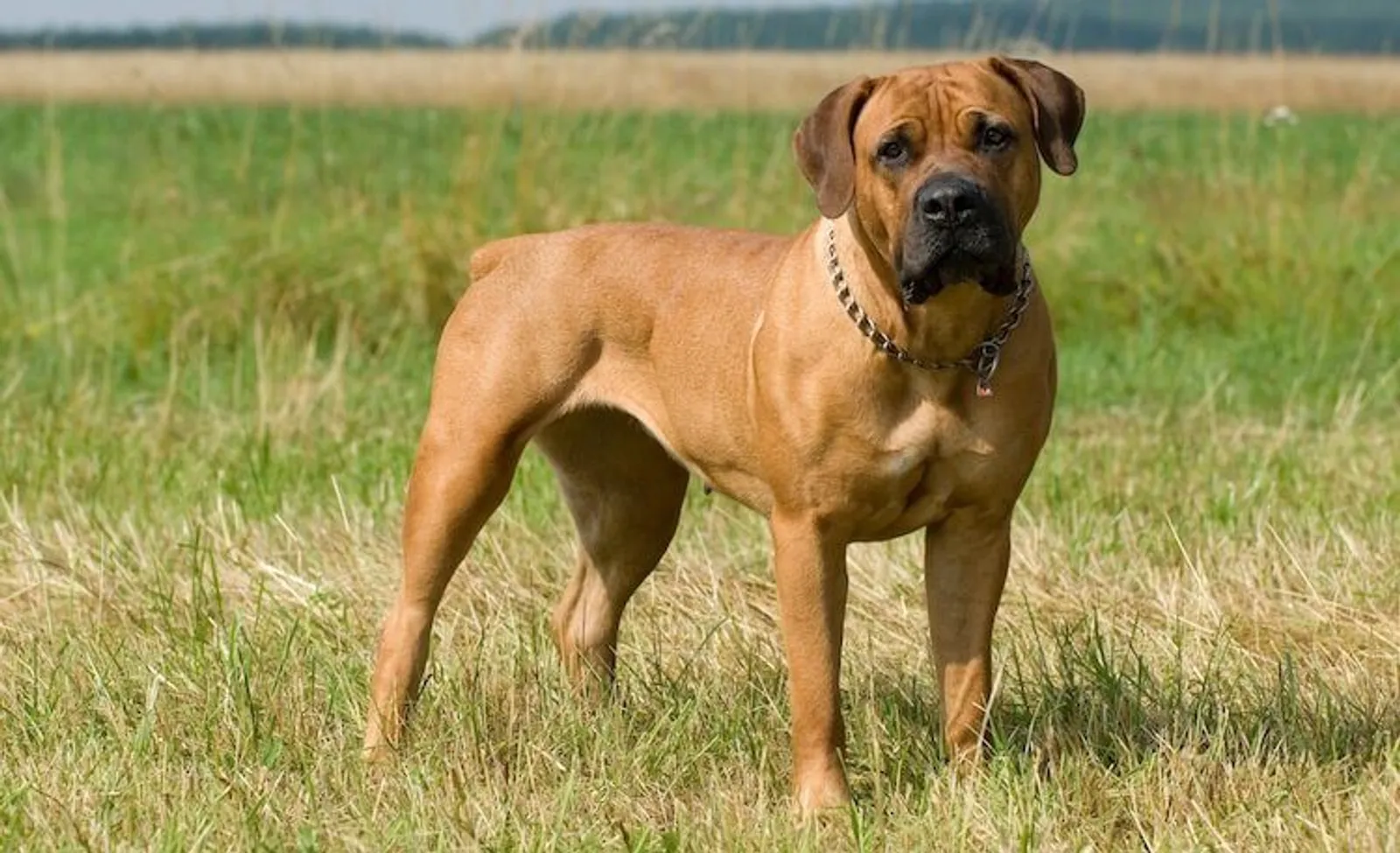 7 Ras Anjing Paling Protektif di Dunia, Ada Pit Bull!