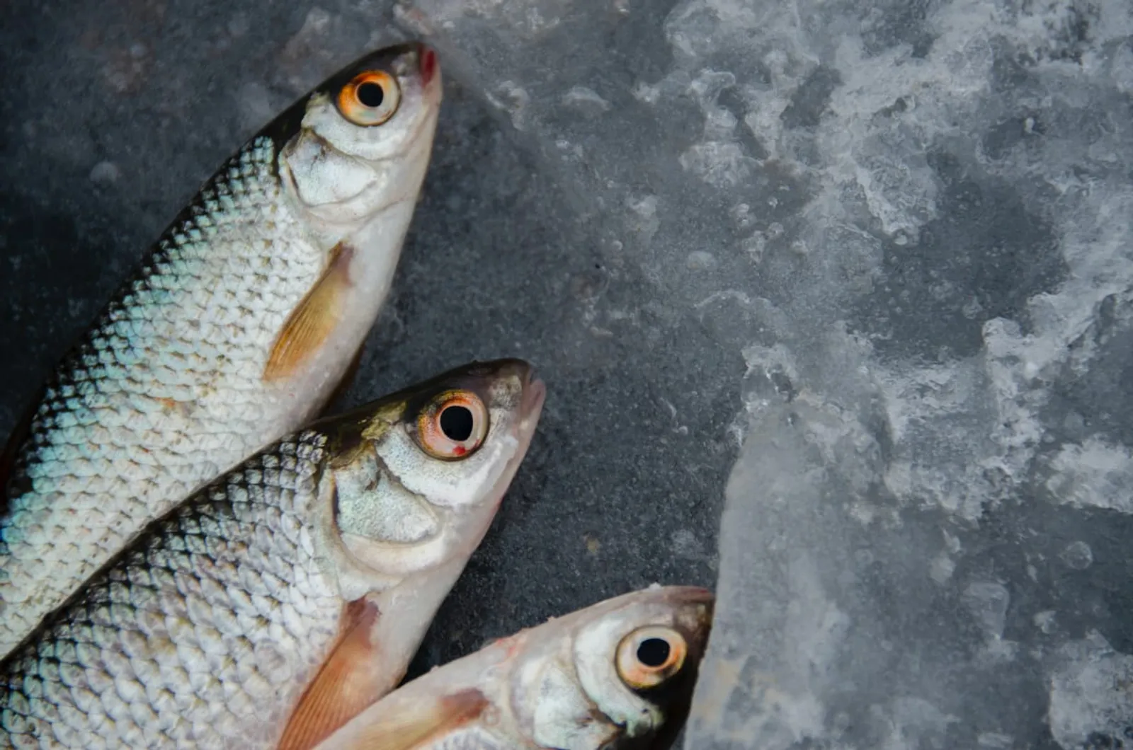 15 Makna Mimpi Mancing Ikan, Pertanda Buruk Atau Keberuntungan? 