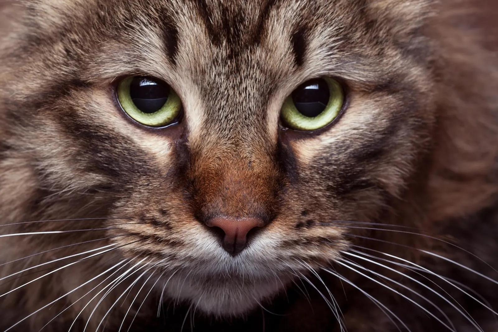 Tak Hanya Perut Membesar, Berikut Ciri-Ciri Kucing Sedang Hamil