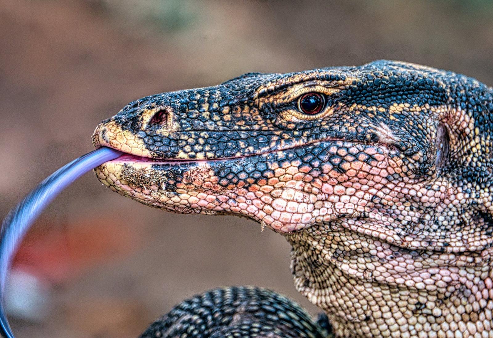 Deretan Hewan Reptil yang Bisa Kamu Pelihara di Rumah