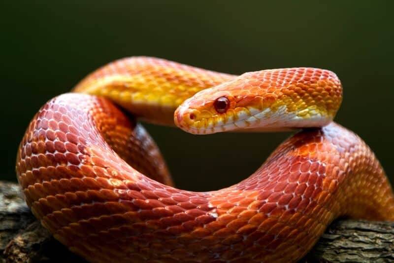 10 Jenis Ular Berbisa di Indonesia, Tetap Waspada!