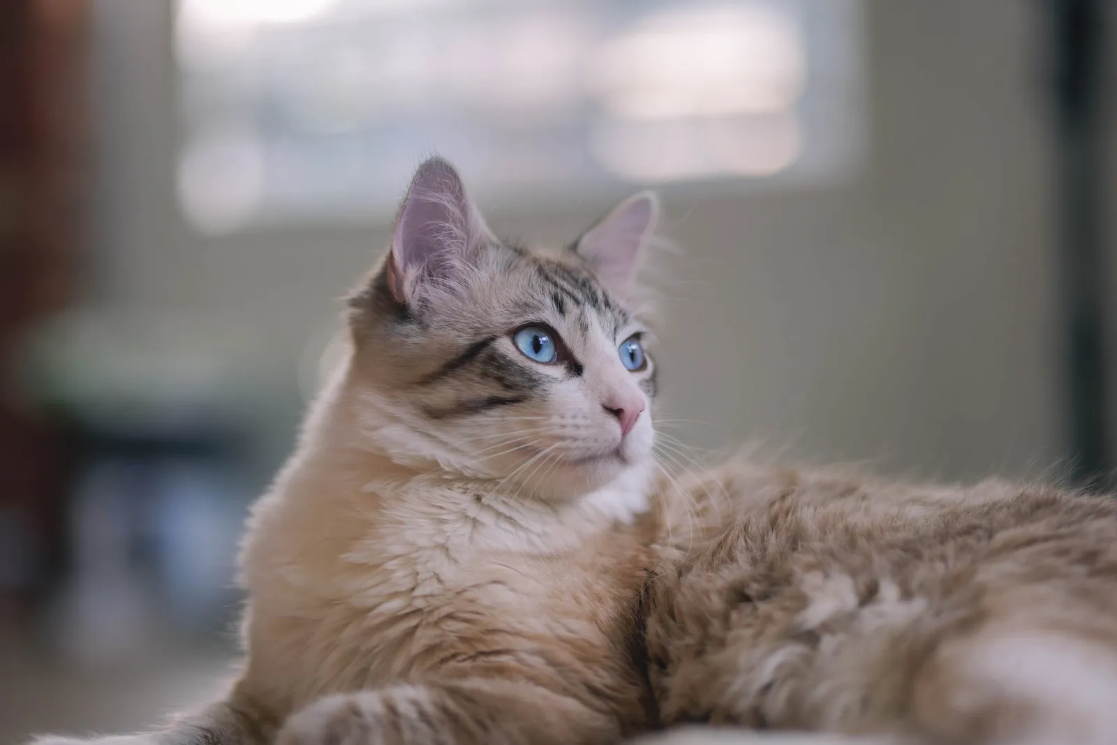 5 Manfaat Sterilisasi Kucing, Menjaga Kesehatan dan Cegah Overpopulasi