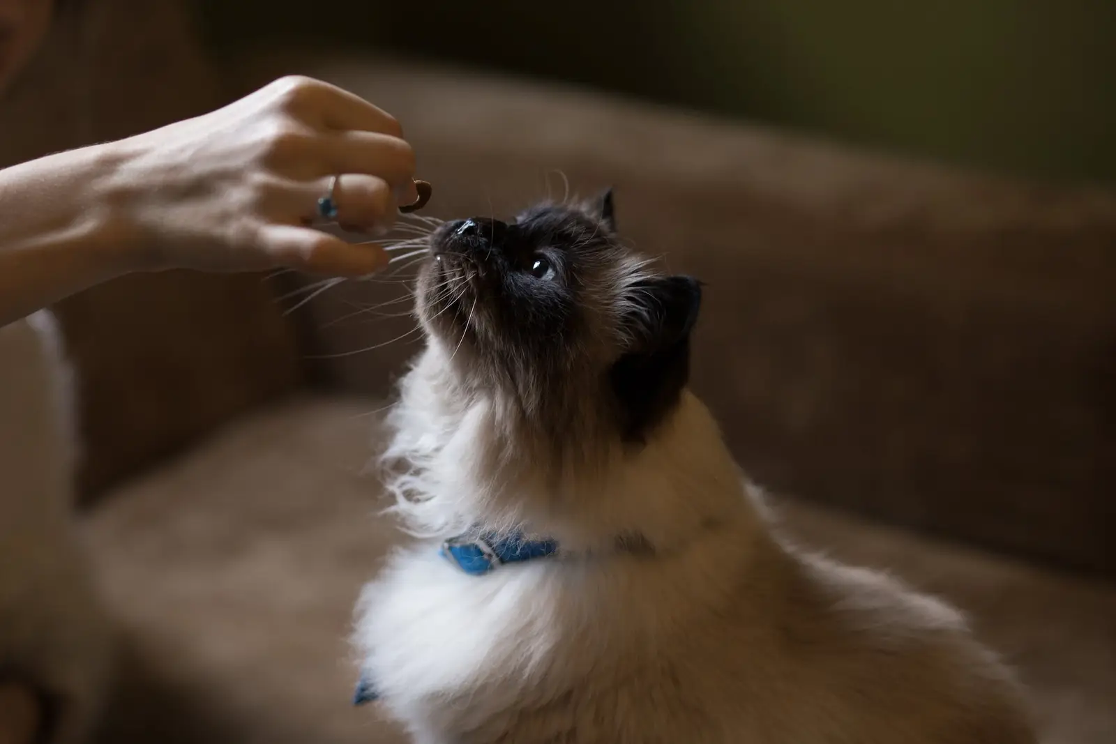 Ini Perbedaan Kucing Ragdoll dan Himalaya, Serupa Tapi Tak Sama!