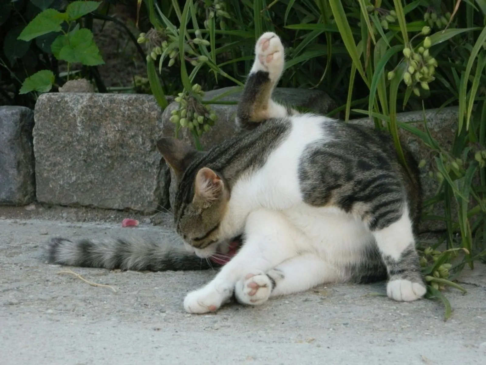 Waspada! Ini 7 Gejala Kucing Mengalami Gangguan Saluran Kencing