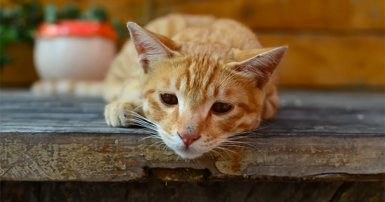 Waspada! Ini 7 Gejala Kucing Mengalami Gangguan Saluran Kencing