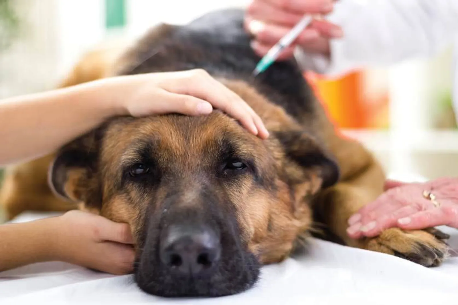 Waspada dan Perhatikan Anabul, Berikut 10 Penyakit pada Anjing