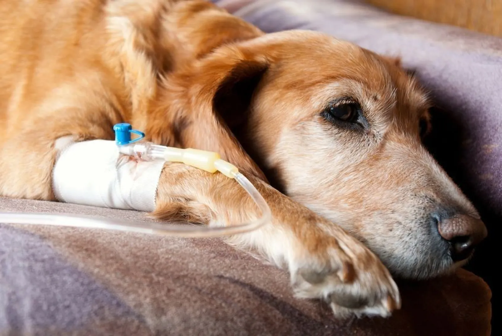 Waspada dan Perhatikan Anabul, Berikut 10 Penyakit pada Anjing