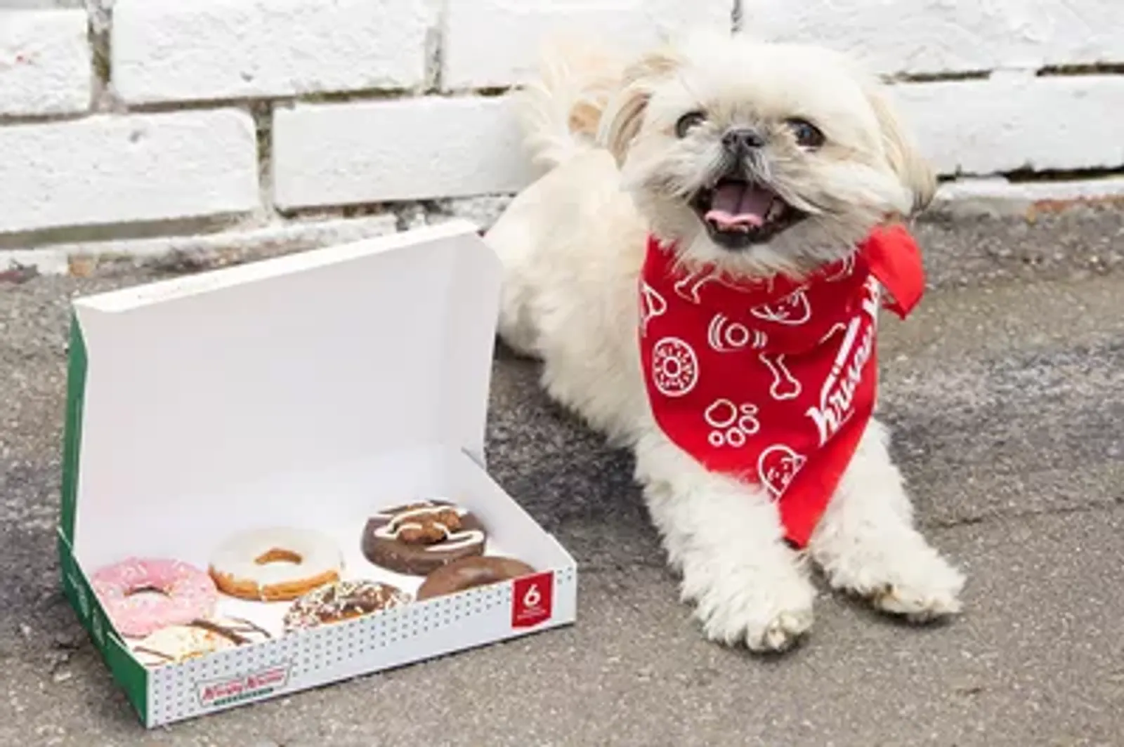 Krispy Kreme Luncurkan Kukis Khusus Anjing, Camilan Aman untuk Anabul