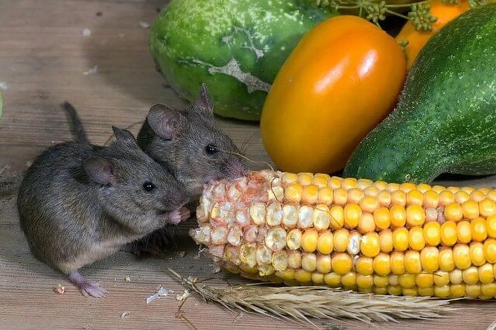 Sangat Ampuh! Berikut 7 Cara Menjaga Makanan dari Tikus