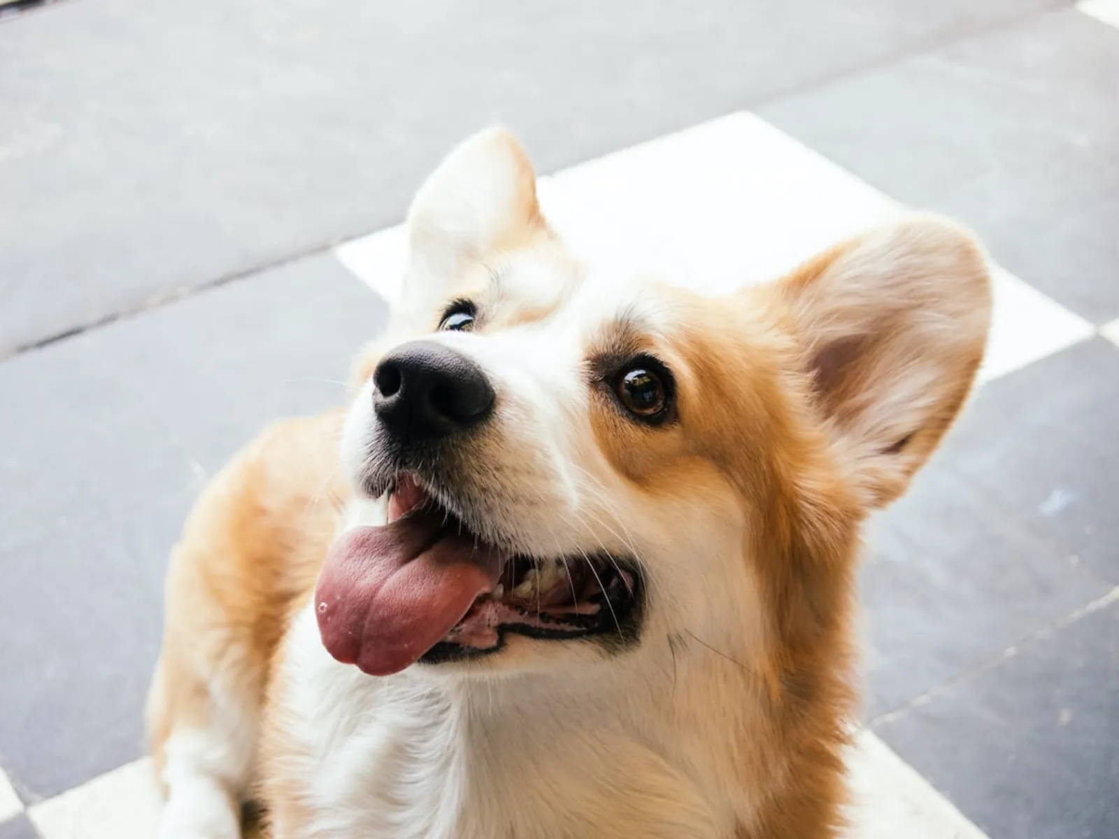 10 Fakta Menarik Anjing Corgi, Si Semok yang Menggemaskan