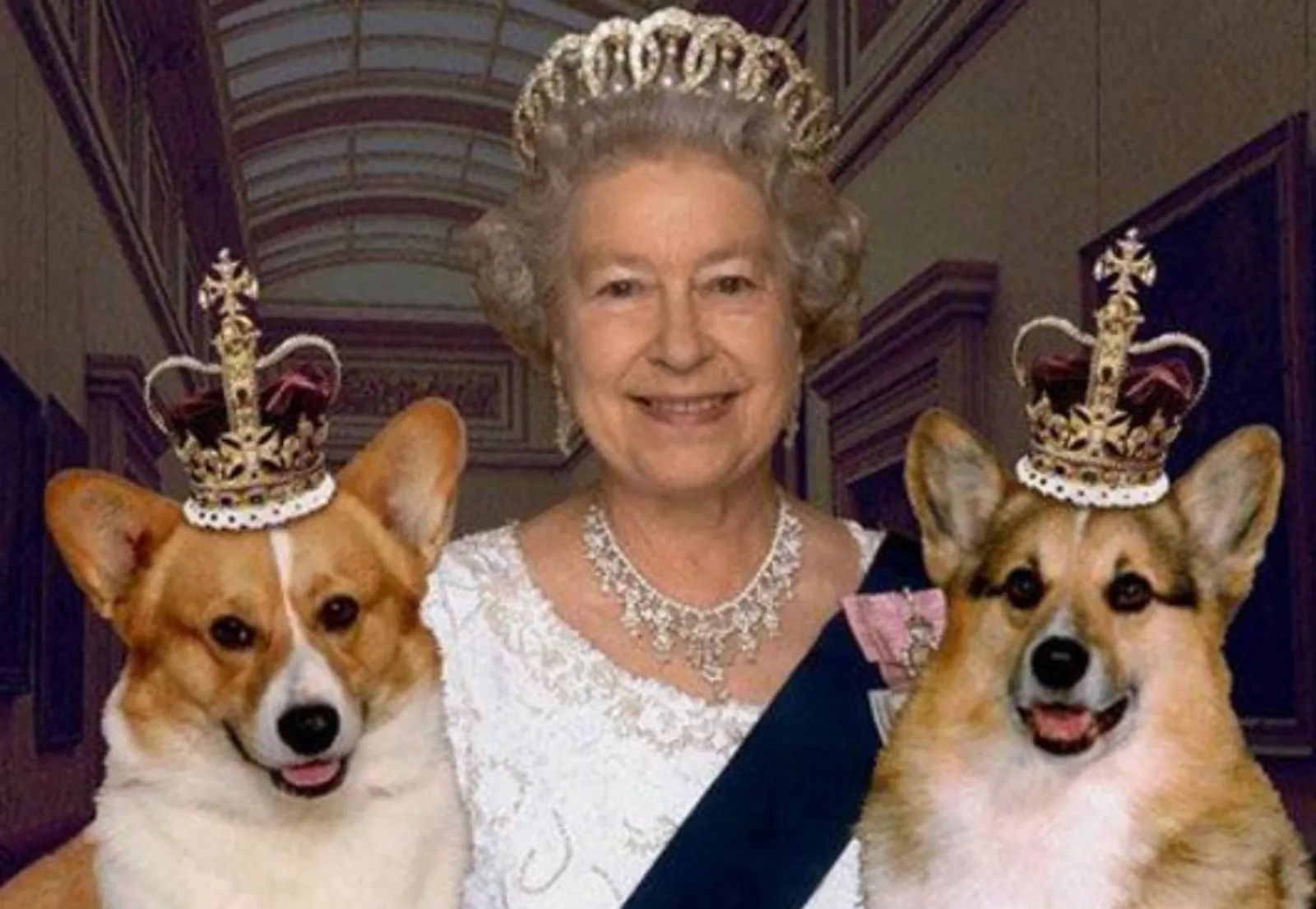 8 Ras Anjing Pilihan Anggota Kerajaan Inggris
