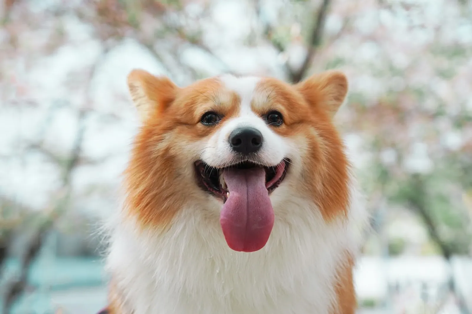 10 Fakta Menarik Anjing Corgi, Si Semok yang Menggemaskan