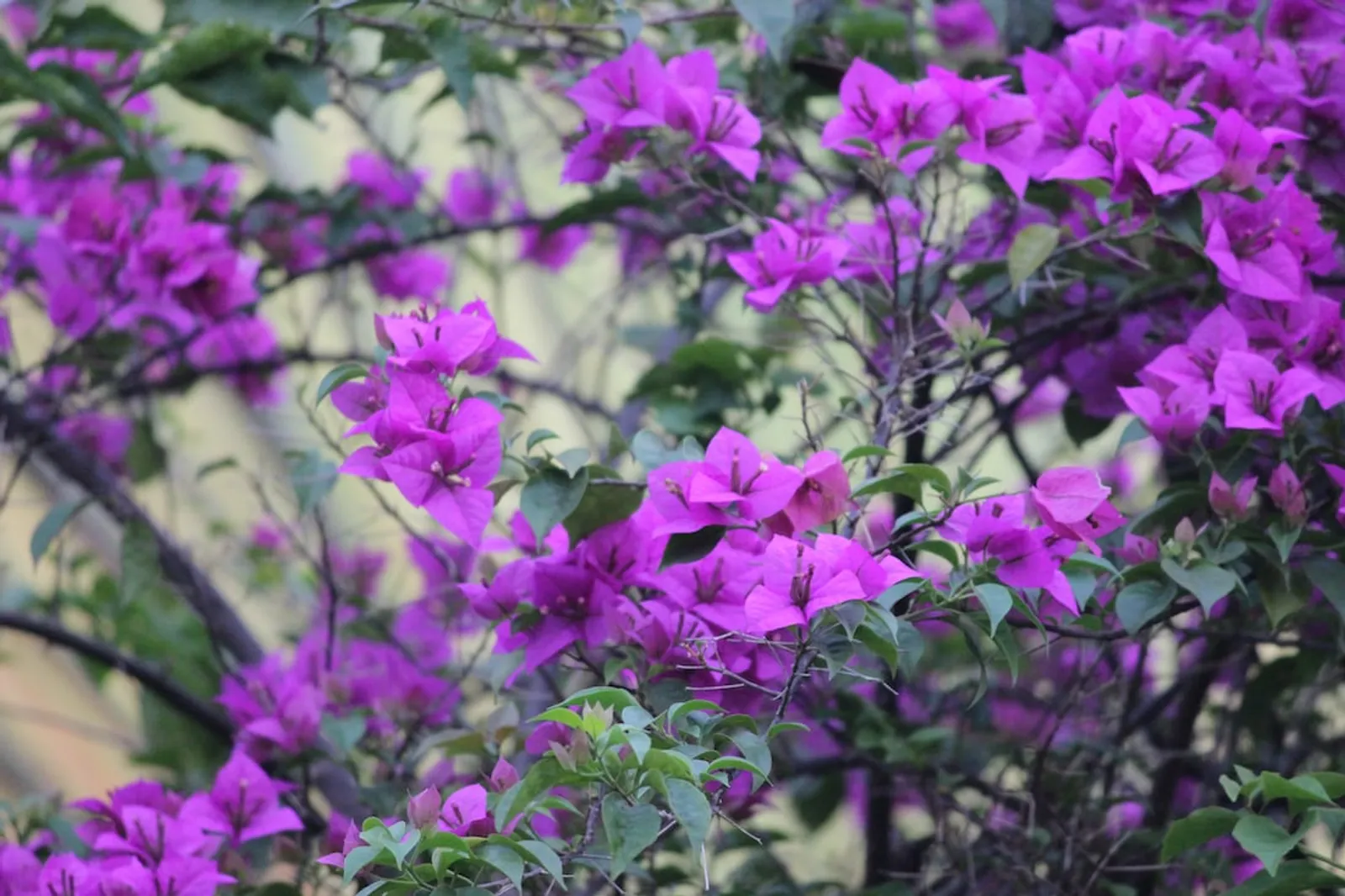 7 Bunga Tahan Panas, Cocok untuk Menghiasi Halaman Rumah