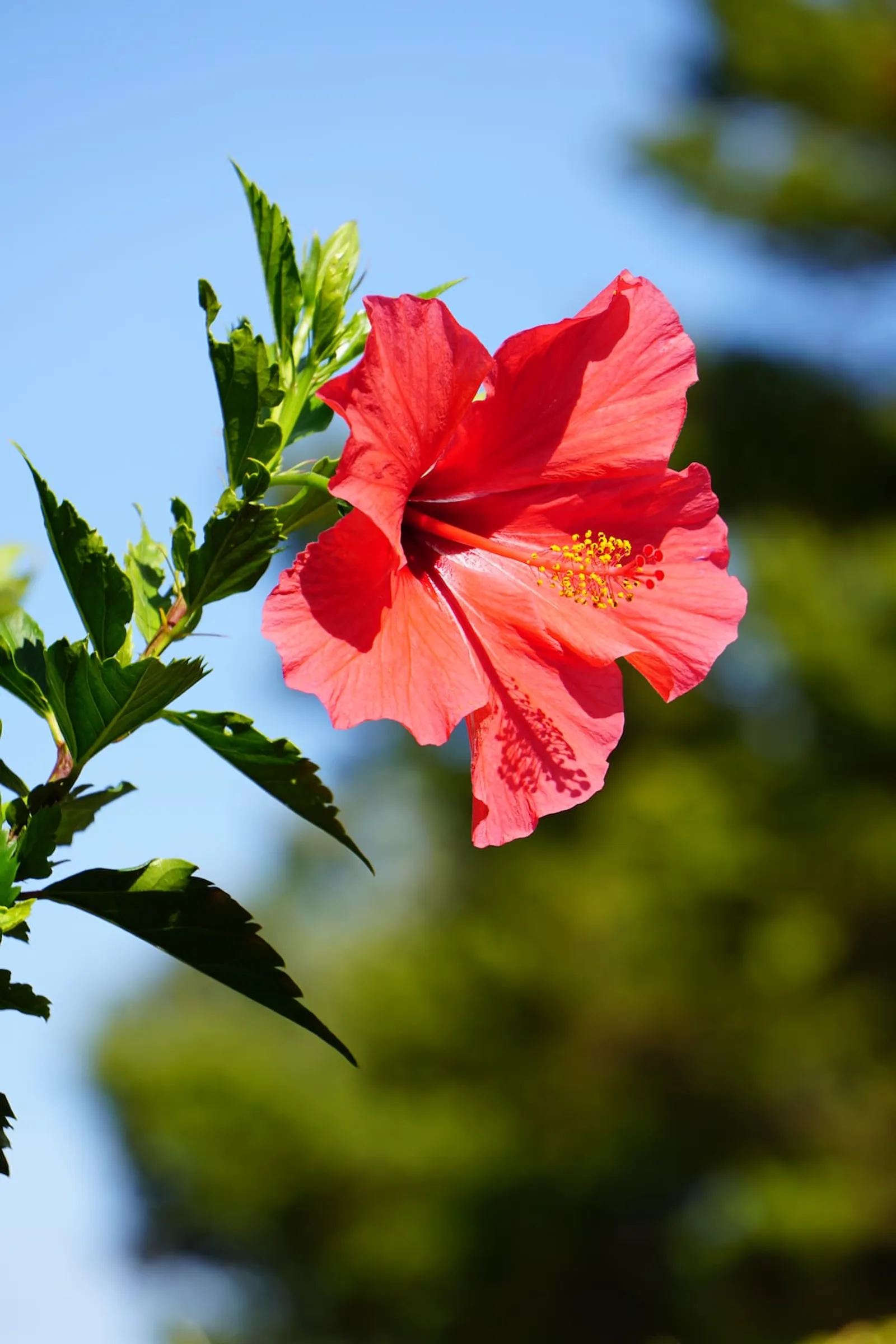 7 Bunga Tahan Panas, Cocok untuk Menghiasi Halaman Rumah