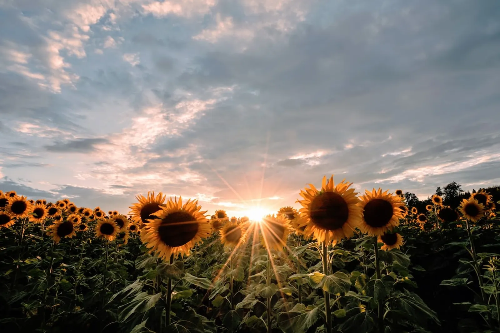 10 Arti Bunga Matahari yang Tak Banyak Orang Ketahui