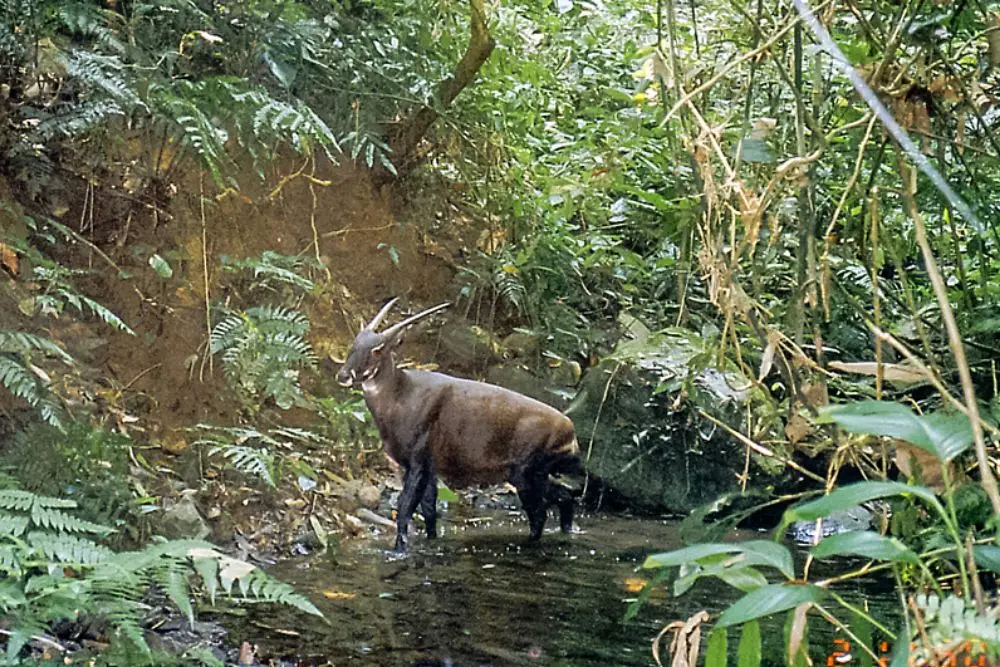 12 Hewan Ini Tidak Akan Ditemukan di Kebun Binatang & Aquarium