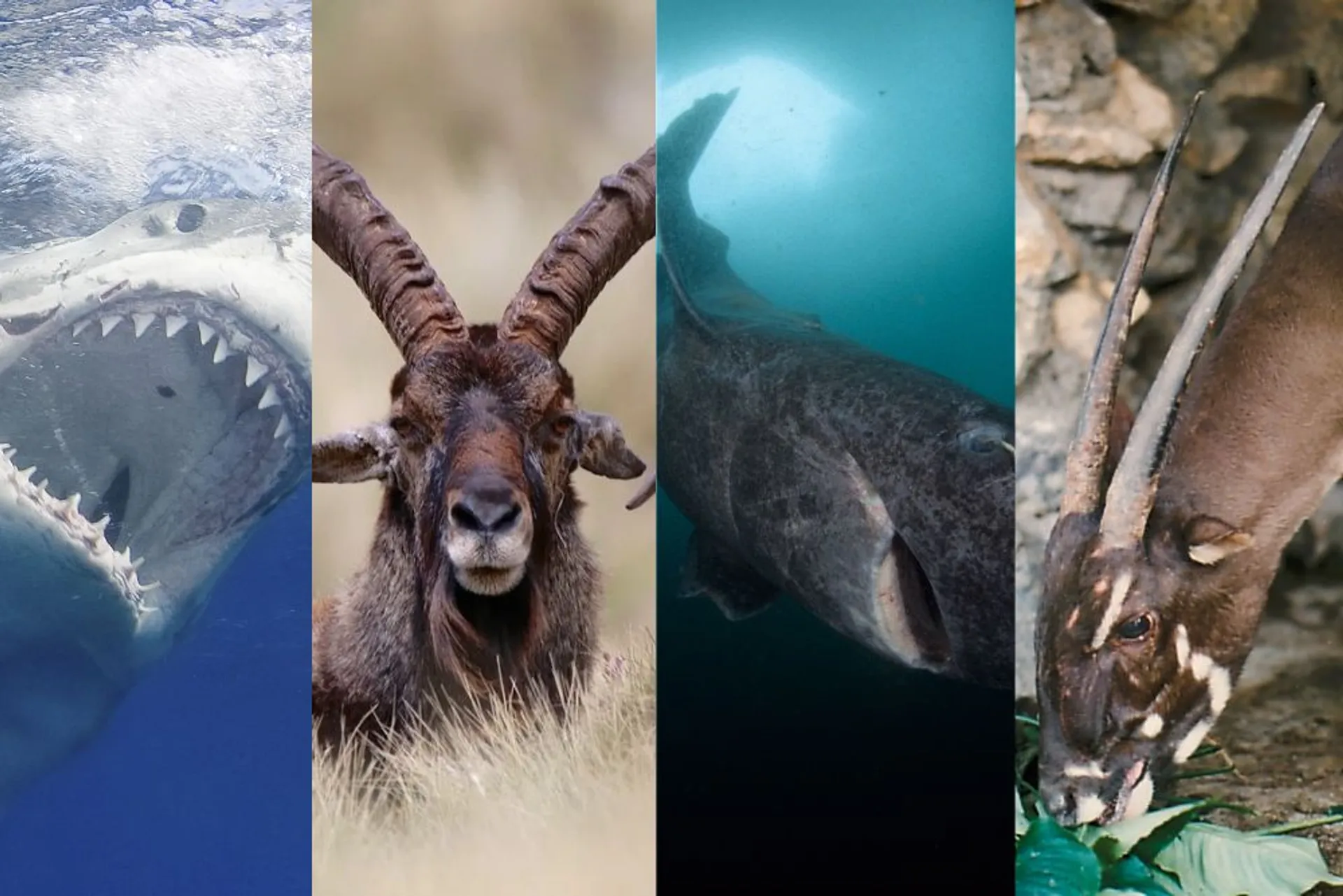 12 Hewan Ini Tidak Akan Ditemukan di Kebun Binatang & Aquarium