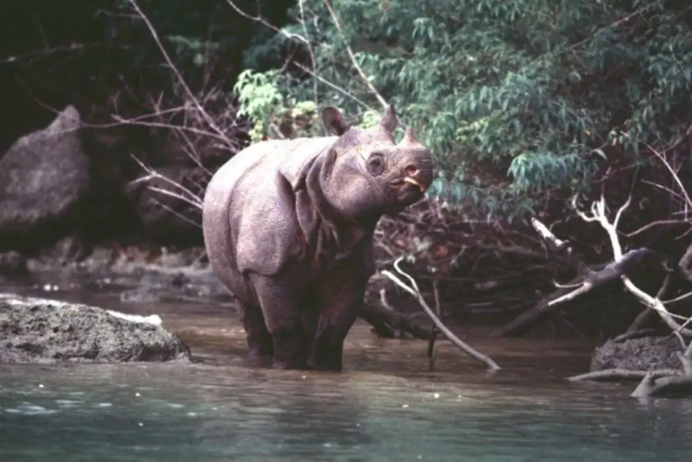 12 Hewan Ini Tidak Akan Ditemukan di Kebun Binatang & Aquarium