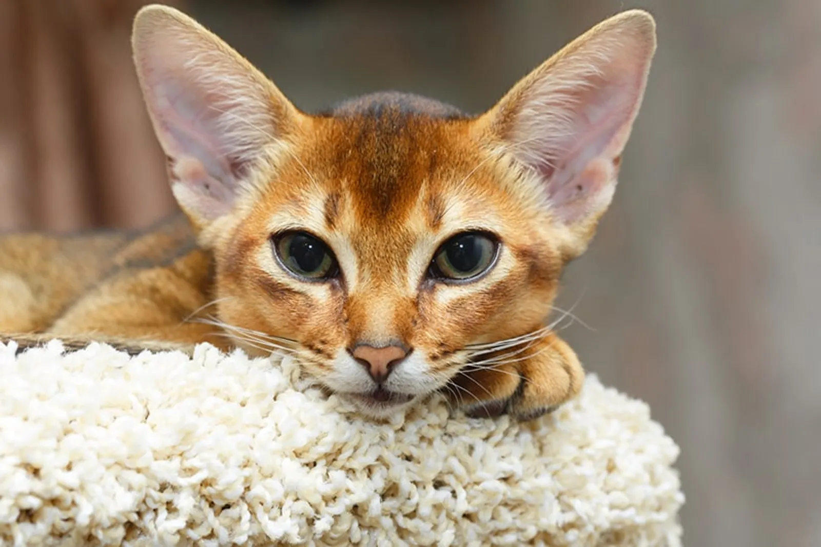 10 Ras Kucing Tercerdas yang Bisa Kamu Pelihara
