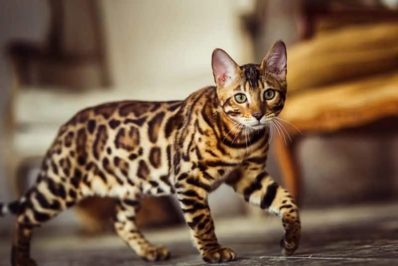 10 Ras Kucing Tercerdas yang Bisa Kamu Pelihara