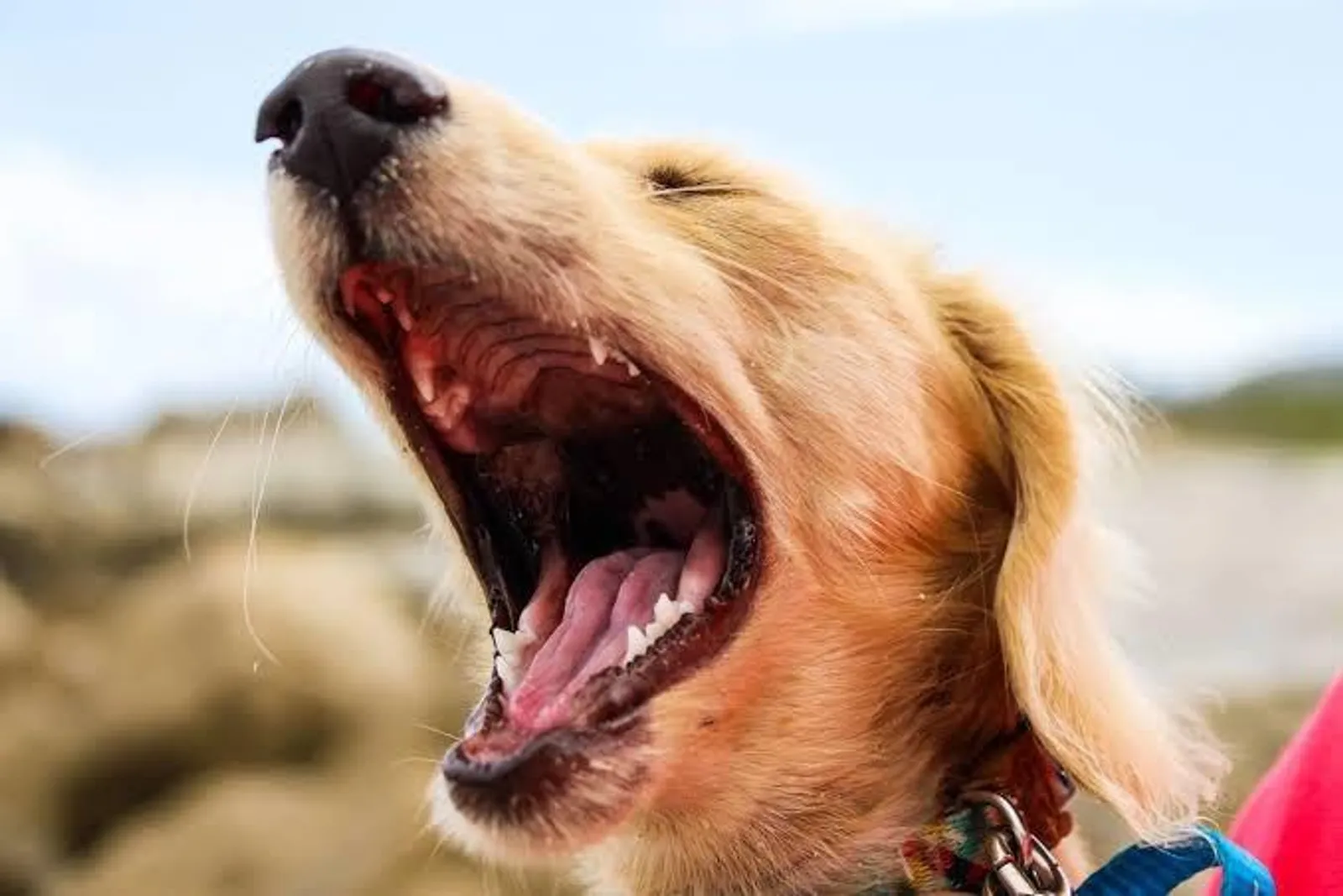 Bisa Memahami Emosi, 25 Fakta Menarik Tentang Anjing ini Bikin Kagum