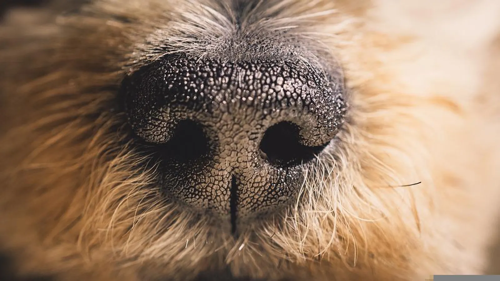 Bisa Memahami Emosi, 25 Fakta Menarik Tentang Anjing ini Bikin Kagum