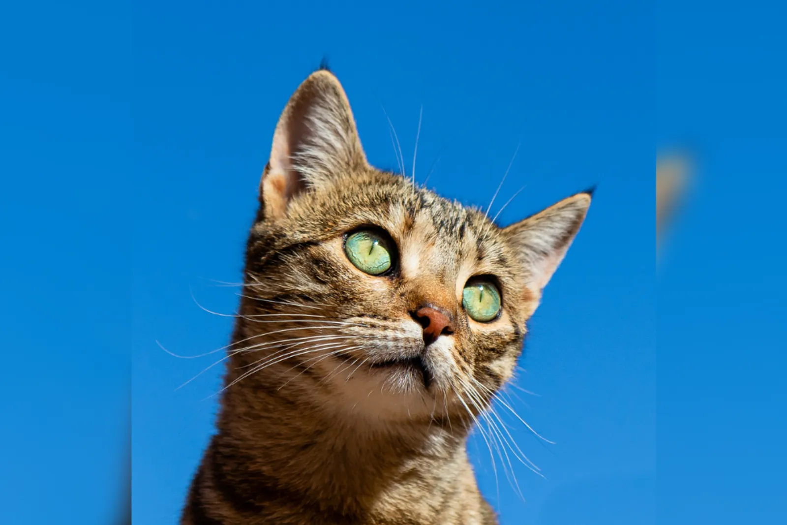 9 Rekomendasi Vitamin untuk Kucing, Bikin Anabulmu Makin Sehat