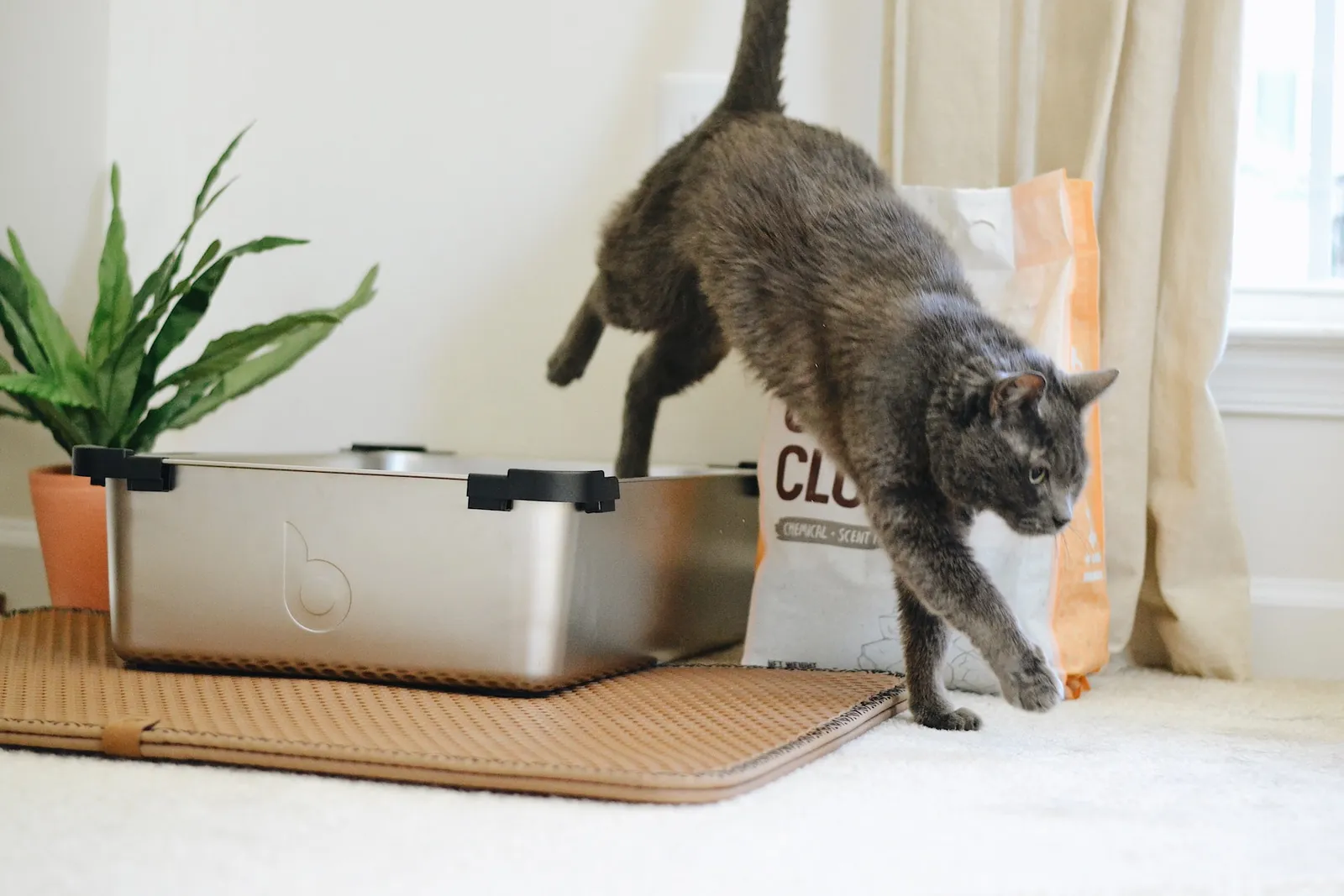 10 Cara Agar Kucing Nurut dan Jinak dengan Mudah, Jadi Akrab Deh!