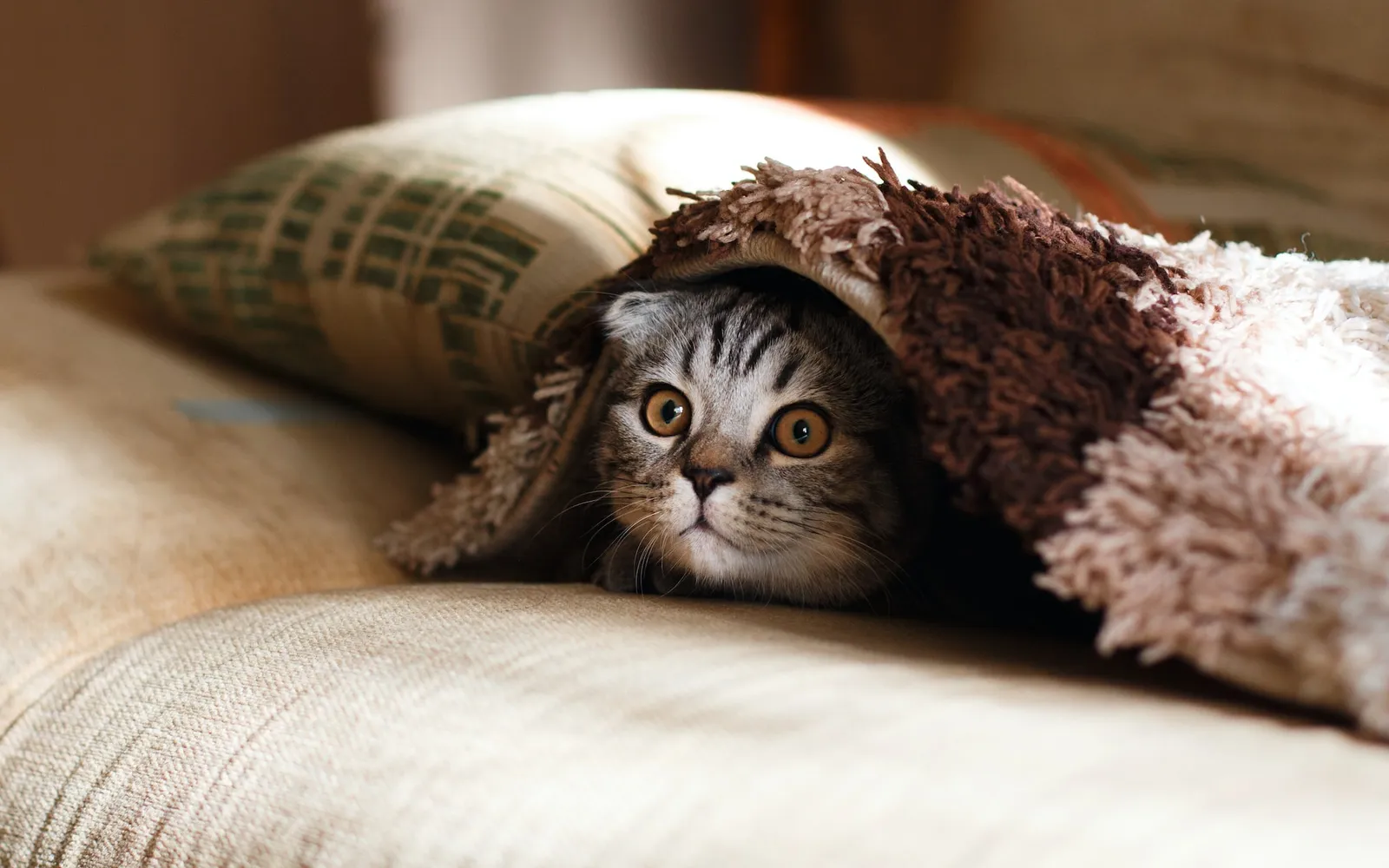 10 Cara Agar Kucing Nurut dan Jinak dengan Mudah, Jadi Akrab Deh!
