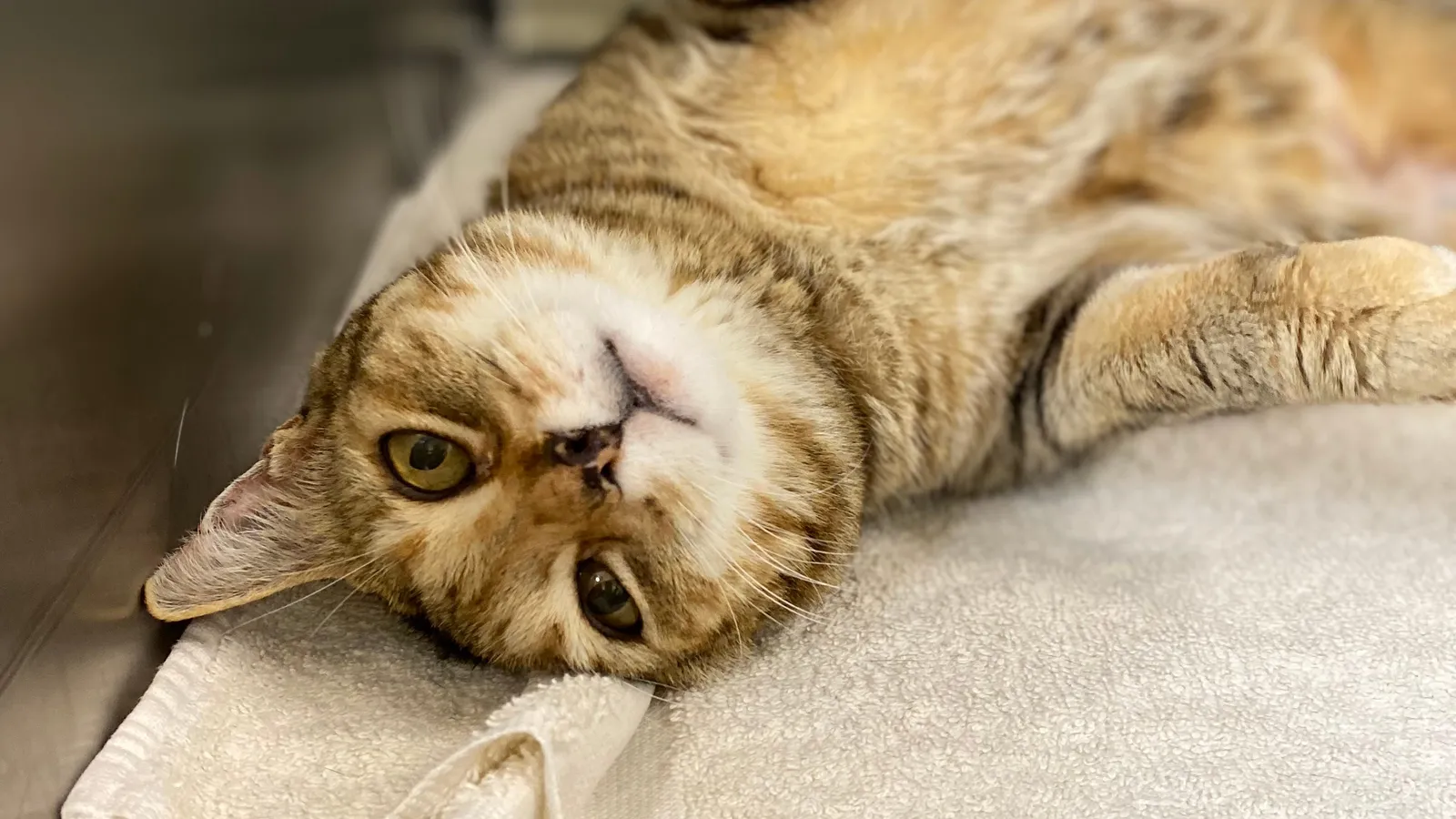 Mengharukan! Seekor Kucing Berhasil Ditemukan Setelah 9 Tahun Hilang