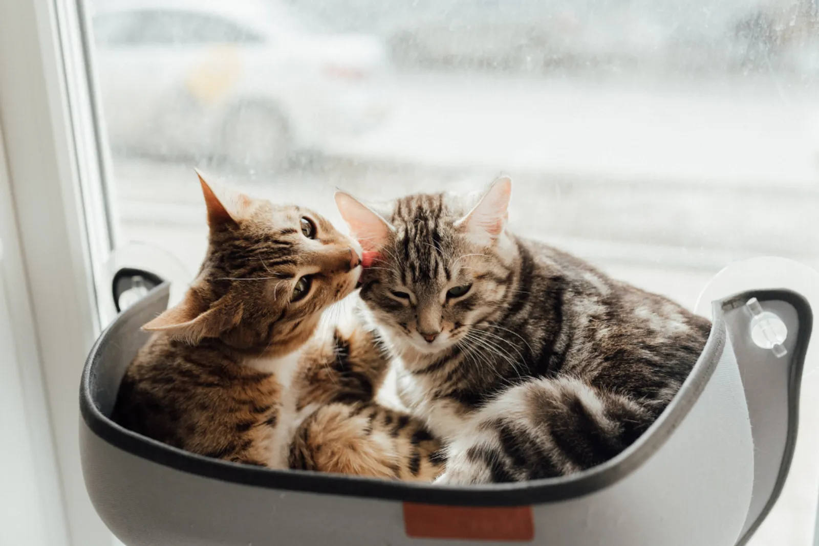 5 Cara Membedakan Kucing Jantan dan Betina, Jangan Keliru!