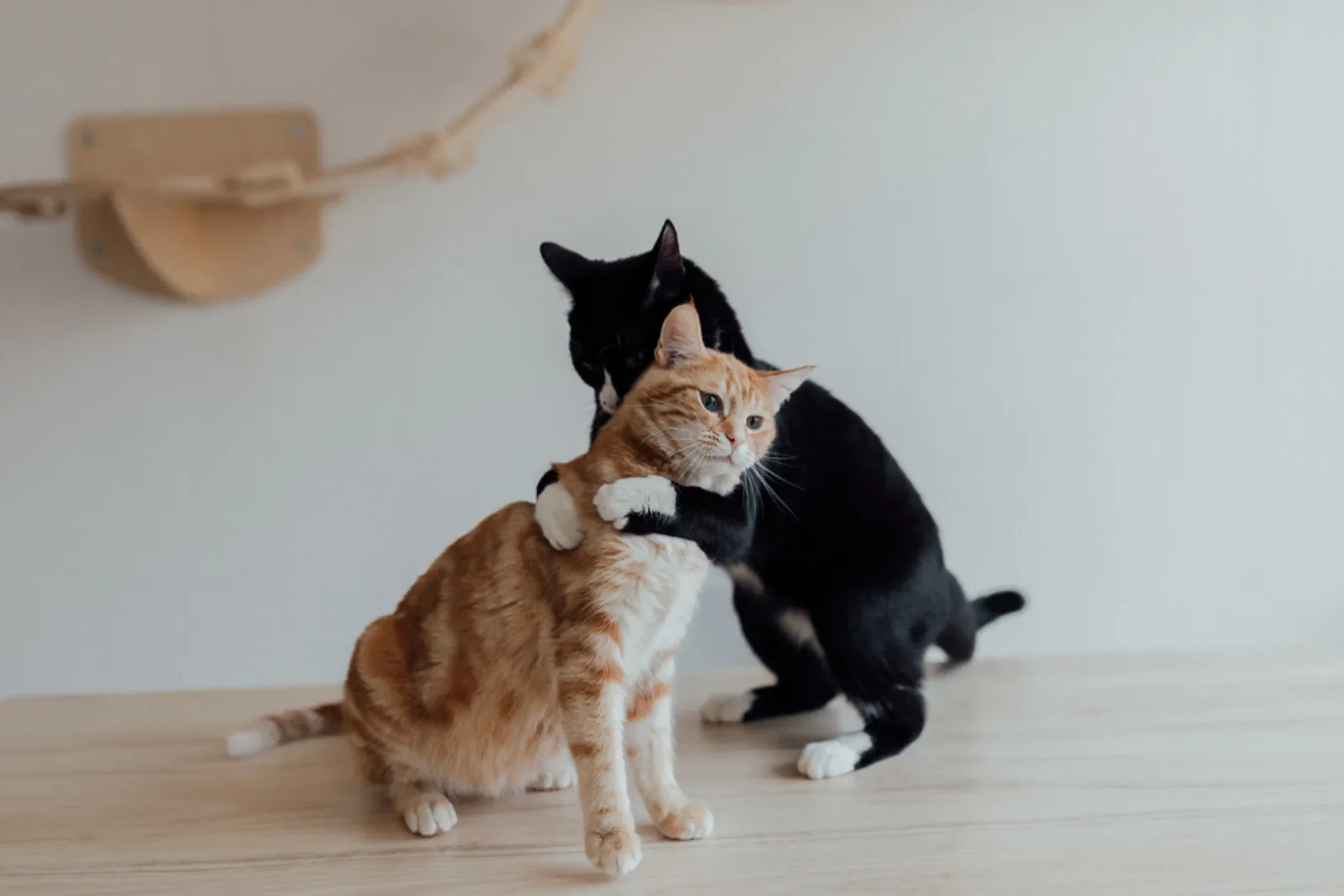 5 Cara Membedakan Kucing Jantan dan Betina, Jangan Keliru!