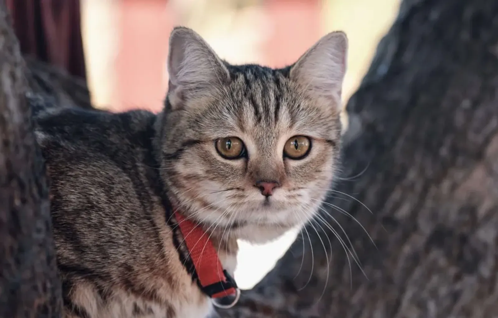 Ada yang Capai 38 Tahun, Ini 10 Kucing Paling Tua di Dunia