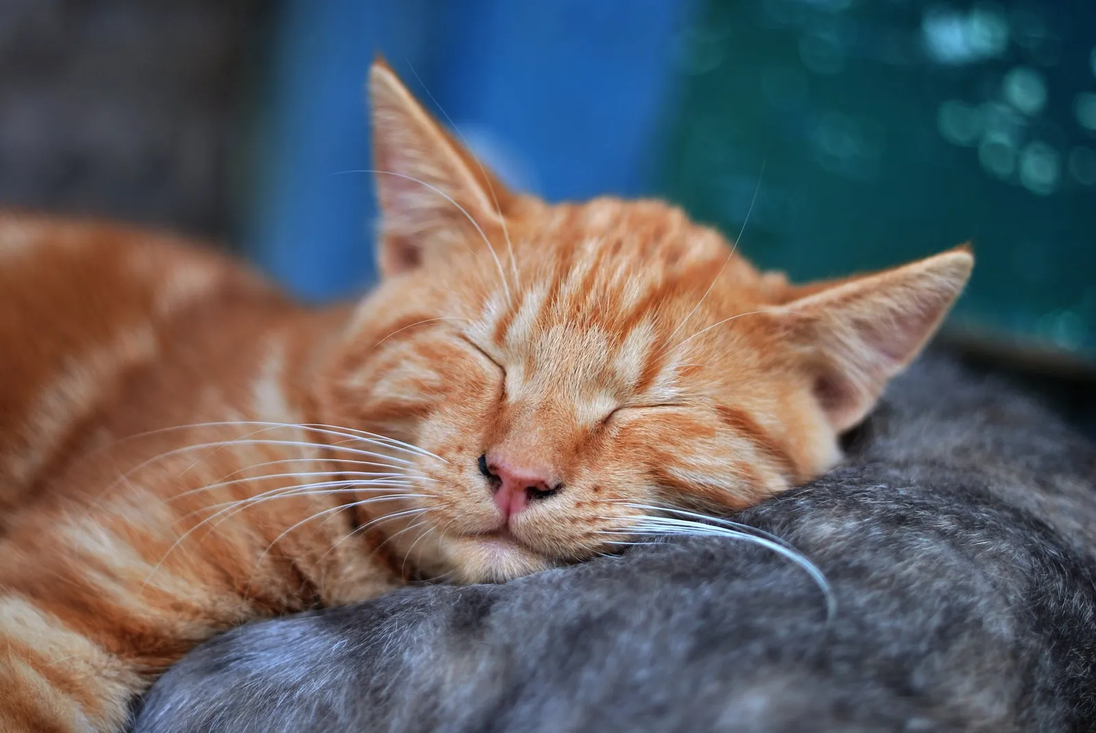 Kucingmu Mager dan Tidur Terus? Begini Penjelasan Ilmiahnya