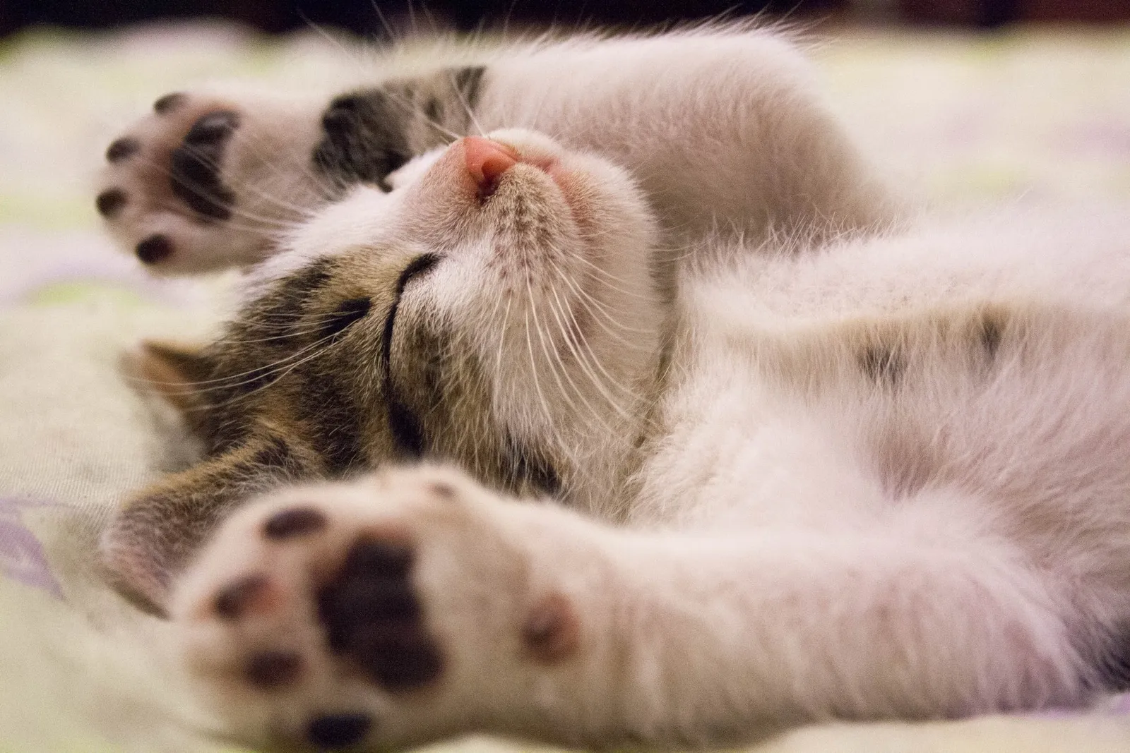 Kucingmu Mager dan Tidur Terus? Begini Penjelasan Ilmiahnya