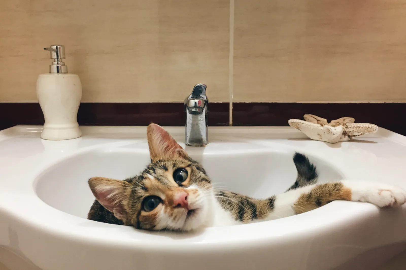 10 Cara Memandikan Kucing dengan Aman dan Benar di Rumah
