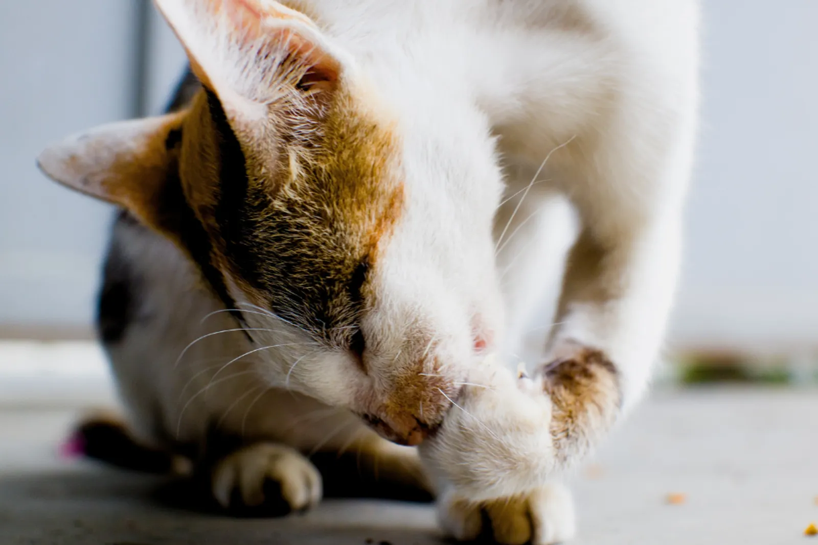 10 Cara Memandikan Kucing dengan Aman dan Benar di Rumah