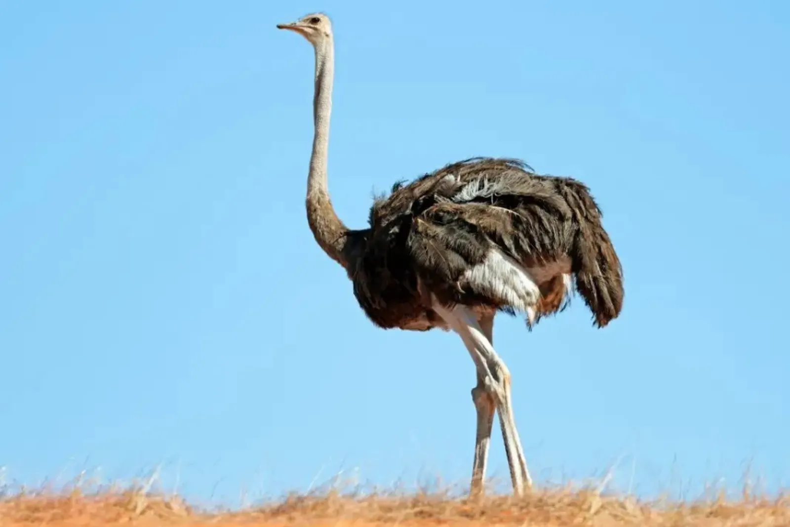 10 Burung yang Tidak Bisa Terbang Akibat Evolusi!