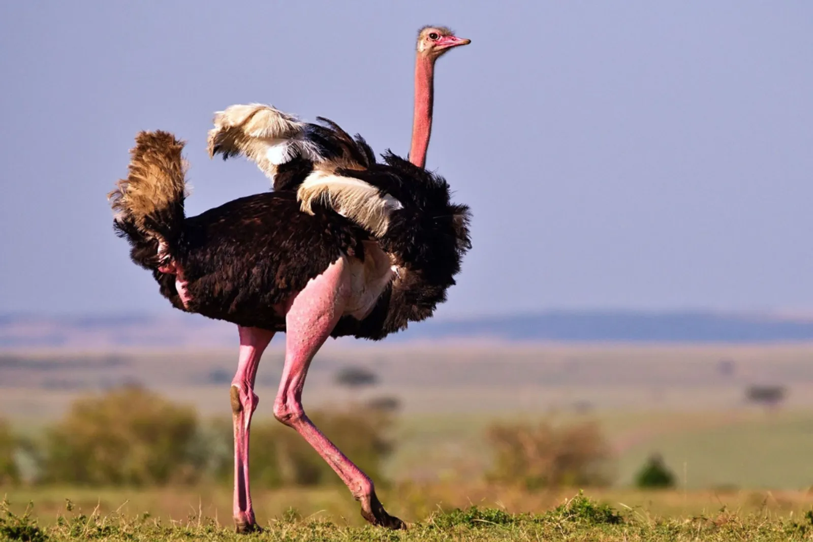 10 Burung yang Tidak Bisa Terbang Akibat Evolusi!