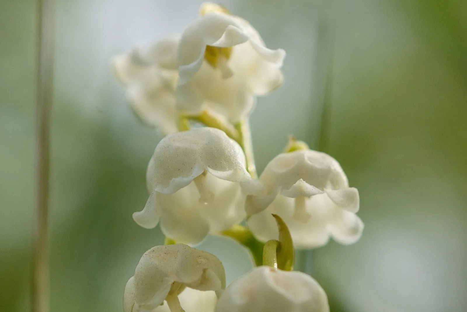 Ketahui Karakter Istimewa Setiap Bulan Berdasarkan Flower Birth