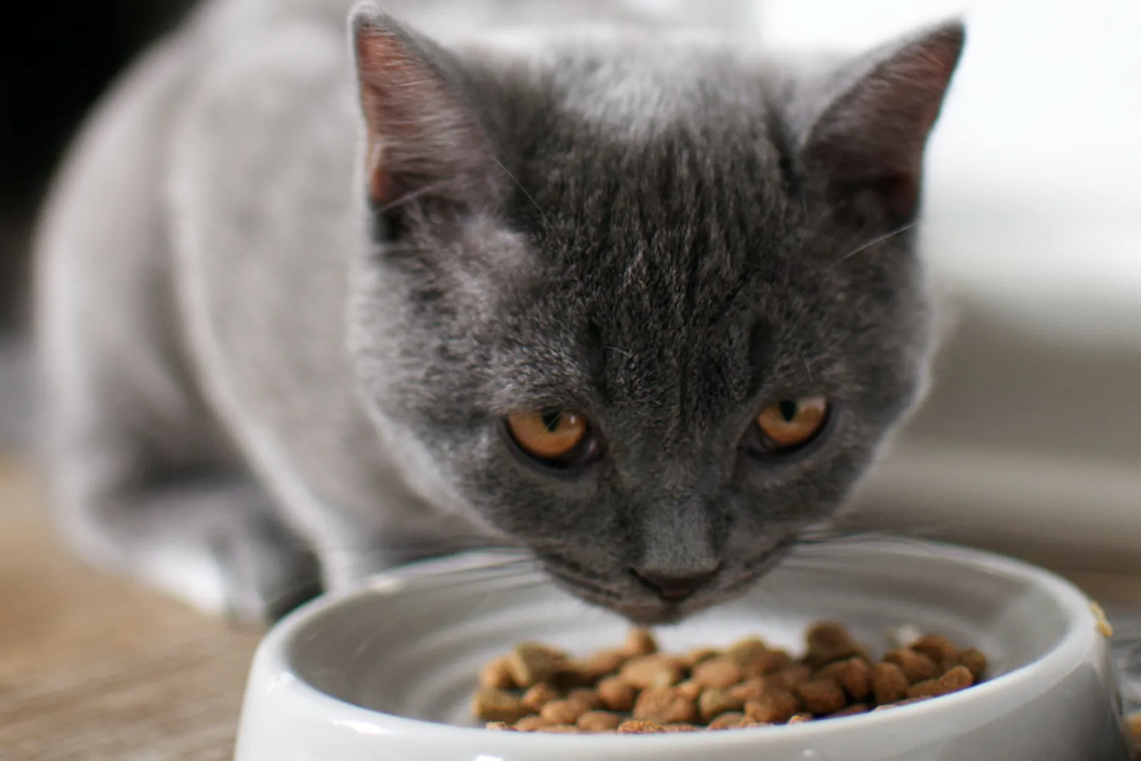 8 Penyebab Kenapa Kucing Tidak Mau Makan dan Cara Mengatasinya