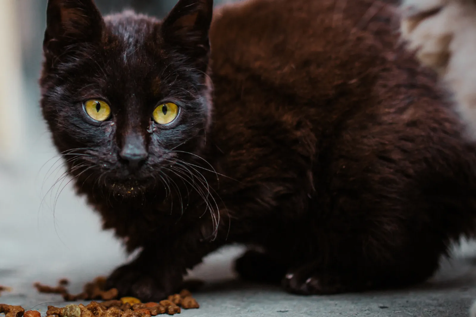 8 Penyebab Kenapa Kucing Tidak Mau Makan dan Cara Mengatasinya