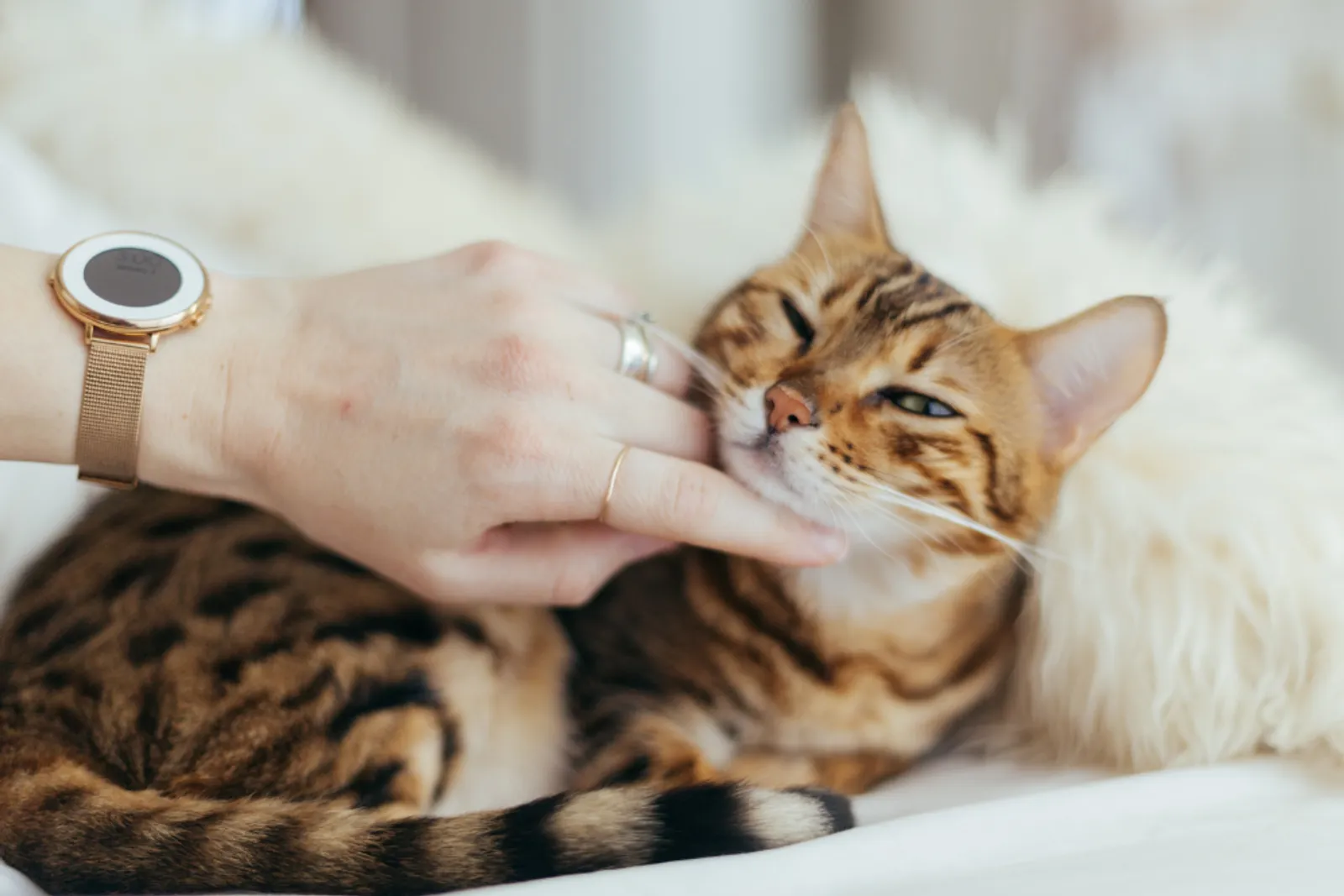 Bikin Hatimu Luluh, 7 Alasan Kucing Liar Terus Mengikutimu