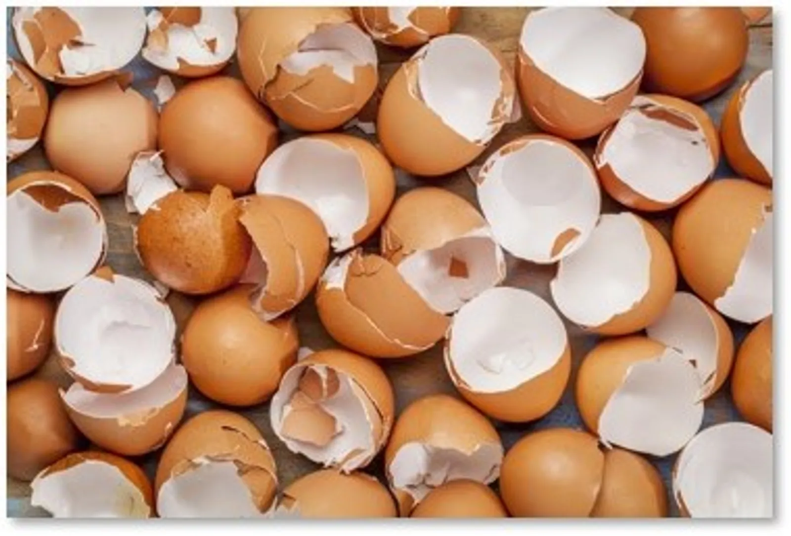 8 Manfaat Cangkang Telur untuk Tanaman, Anti Pembusukan