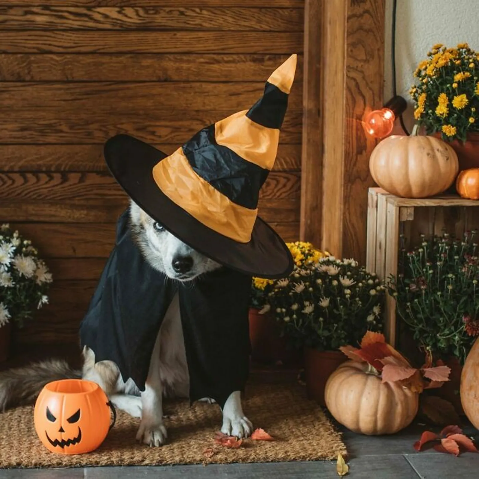 20 Potret Hewan Peliharaan Mengenakan Kostum Halloween, Bikin Gemas!