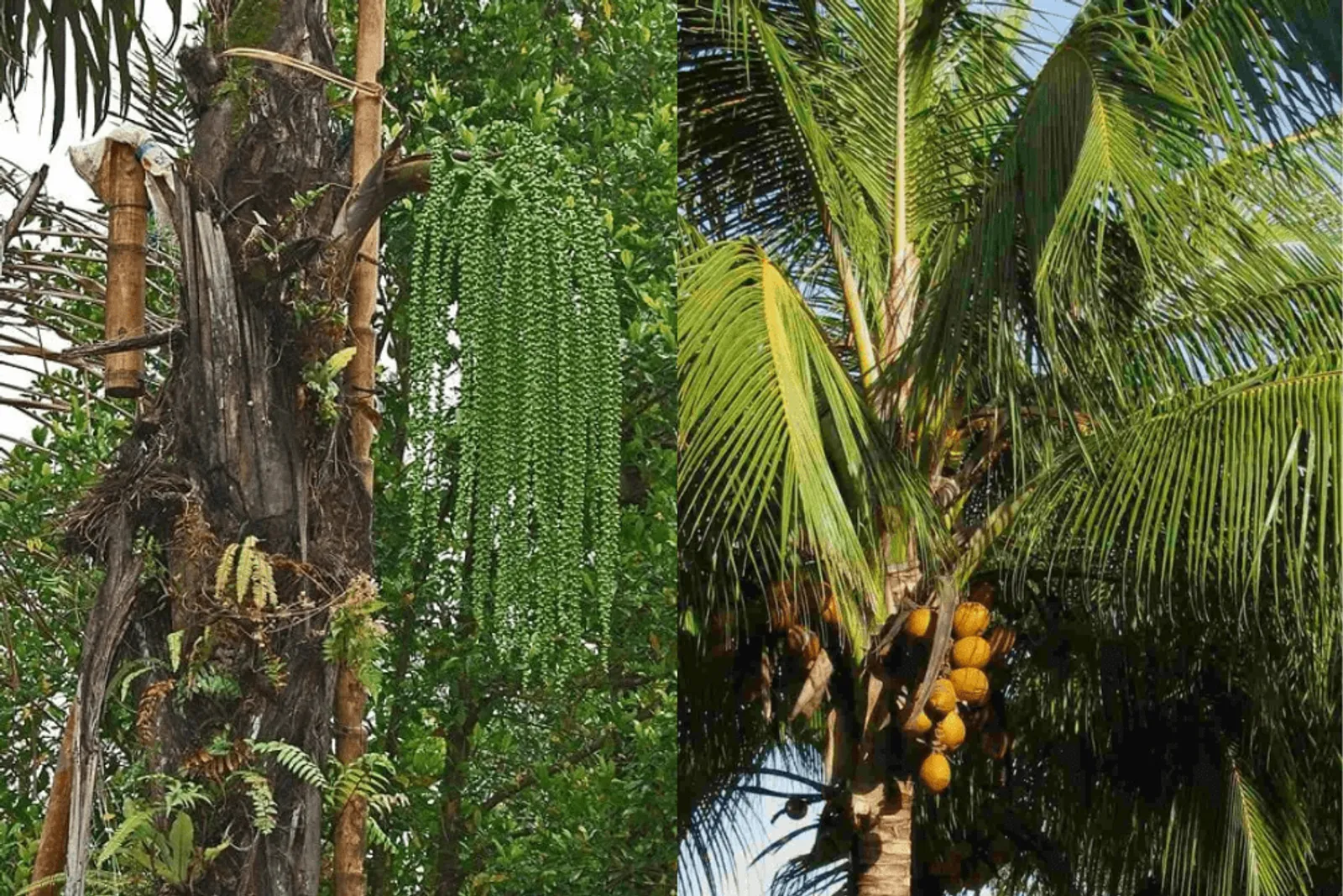 Hampir Mirip, Inilah Perbedaan Gula Aren dan Gula Merah