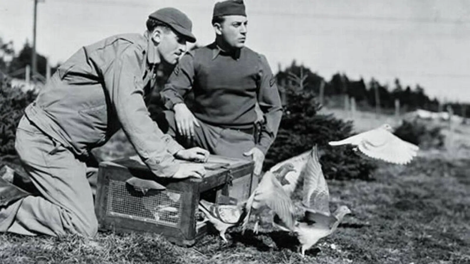 Berperan Sentral dalam Perang, Ini 7 Fakta Menarik Burung Merpati
