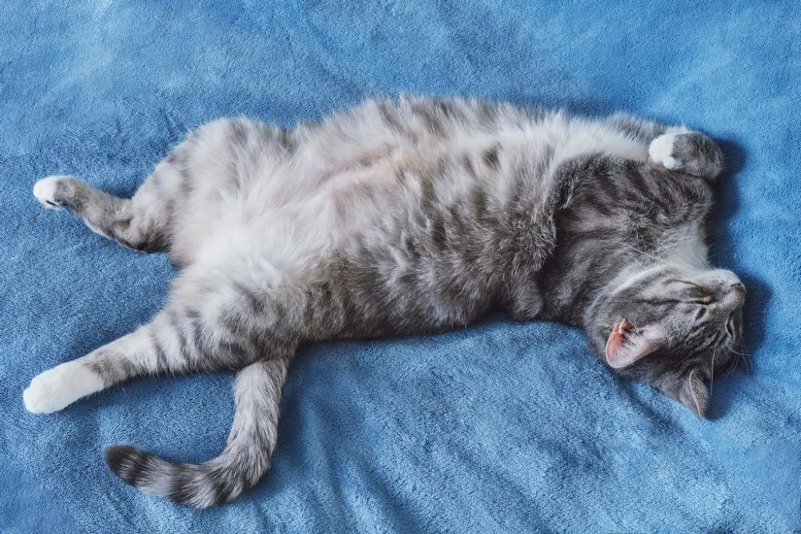 Sarat Makna, Ini 7 Arti Posisi Tidur Kucing