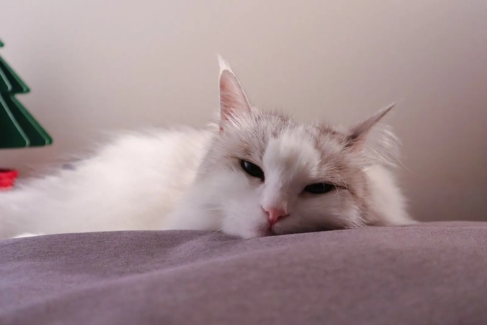 Sarat Makna, Ini 7 Arti Posisi Tidur Kucing